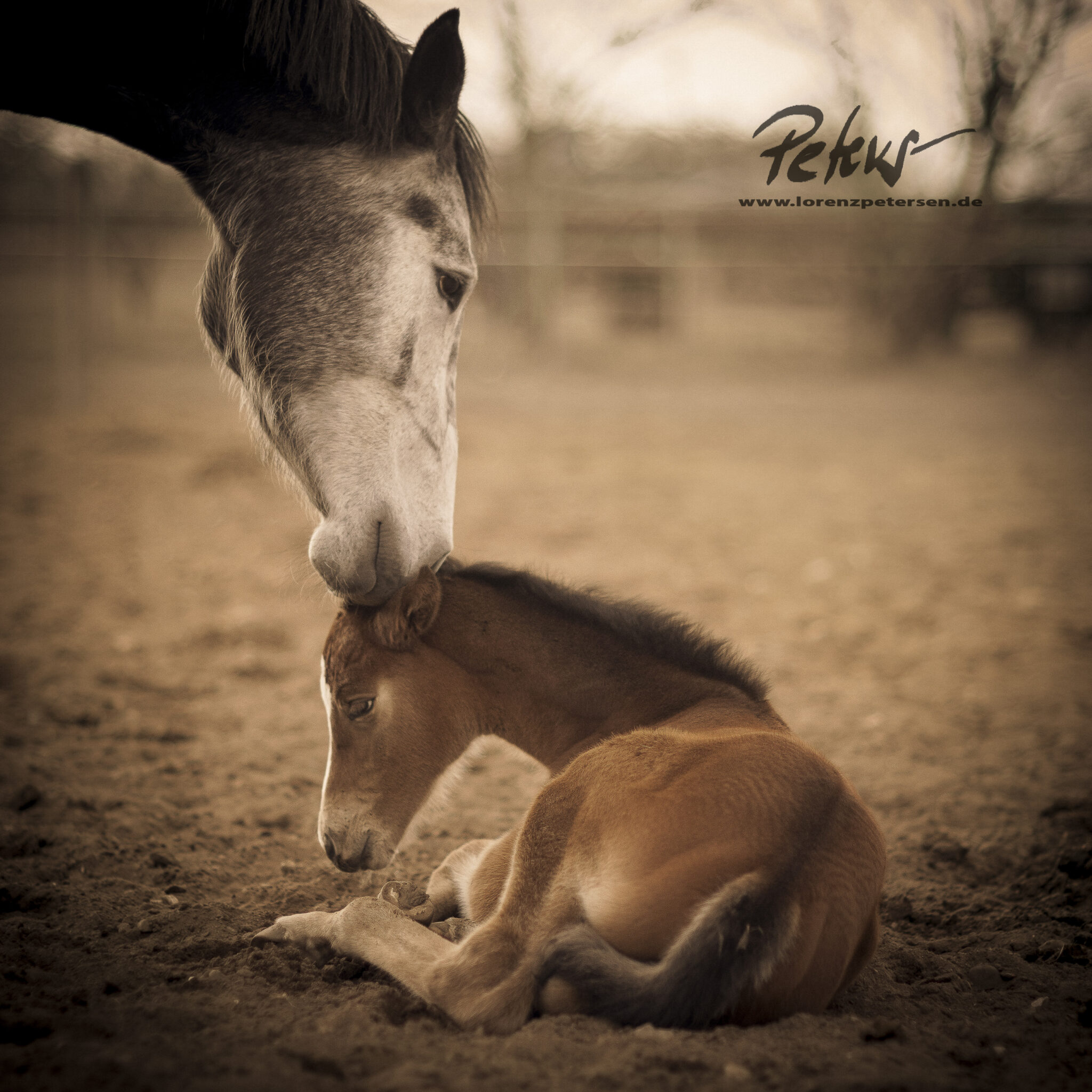 Sprechende Tiere – Lorenz Petersen